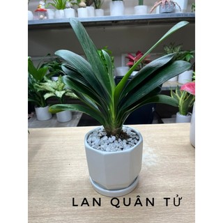 Cây lan quân tử để bàn dễ chăm sóc