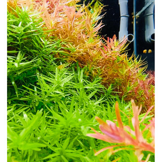 Rotola green - cây vảy ốc xanh bò/cao - cây thuỷ sinh