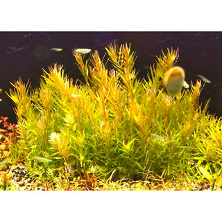 Rotala rotundifolia yellow - cây vảy ốc vàng bò/cao - cây thuỷ sinh