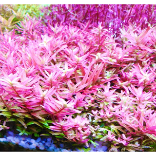 Rotala Rotundifolia Pink - Cây Vảy Ốc Hồng Bò - Cây Thuỷ Sinh