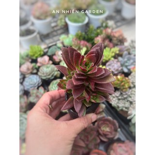 Sen đá tứ phương nhám size bầu kt 5-7cm - xuất xứ đà lạt, khoẻ đẹp,lỗi 1 đổi 1
