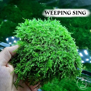 Rêu Weeping sing thủy sinh - Dán lũa , layout rừng cực đẹp cực khỏe.