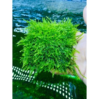 Rêu Weeping sing thủy sinh - Dán lũa , layout rừng cực đẹp cực khỏe.
