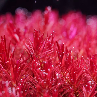 Rotala corolata - cây vảy ốc siêu đỏ - cây thuỷ sinh