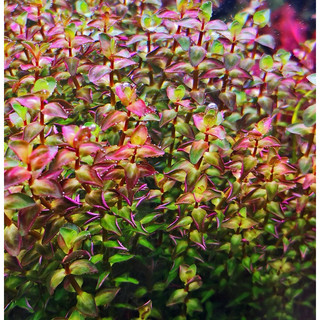 Rotala peal - cây vảy ốc ngọc trai - cây thuỷ sinh