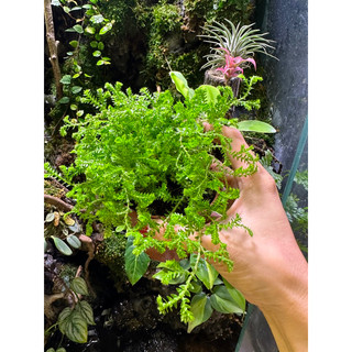 Rêu quyển bá, quyển bá lá kim set hồ bán cạn, trồng chậu, đắp nền tiểu cảnh, terrarium, paludarium