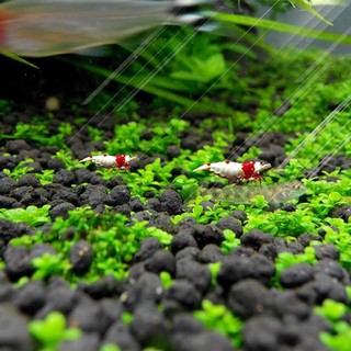 Gói hạt giống thuỷ sinh trân châu, cỏ tình yêu, cỏ trái tim, cỏ ba lá + phân nền