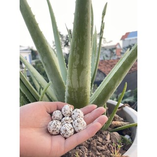 200g Sứ bi muối tiêu vật liệu lọc cho hồ cá cảnh - cá koi