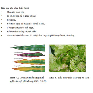 Phân bón lá trung vi lượng FETRILON-COMBI (25g/ 2.5gr)