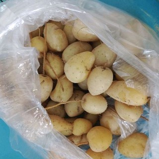 1Kg Củ LÙn Bột chưa luộc ngon ngọt size trung