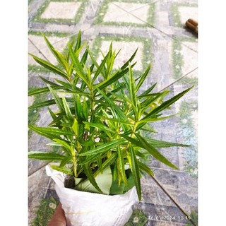 Bụi cây giống hoa violet giống cũ. hoa rất thơm có bầu đất.