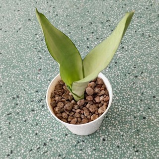 Chậu cây lưỡi hổ bạc, lưỡi hổ bạch kim cao 15cm