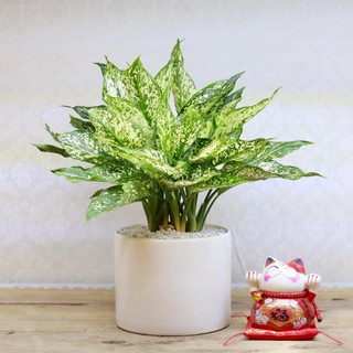 Chậu sứ trồng cây cảnh mini, cây nội thất, cây để bàn, cây hoa kiểng hình trụ trơn