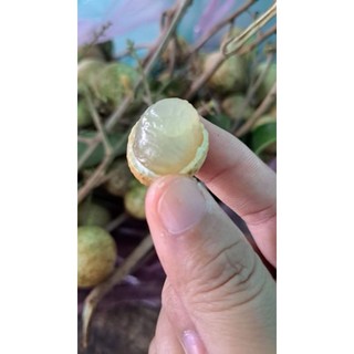 Cây giống nhãn long trắng xưa