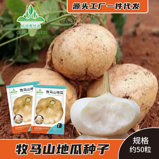 [Runqing] Hạt Giống Củ Đậu NK - Nguyên Gói 10Gram - Tỷ lệ nảy mầm 90%