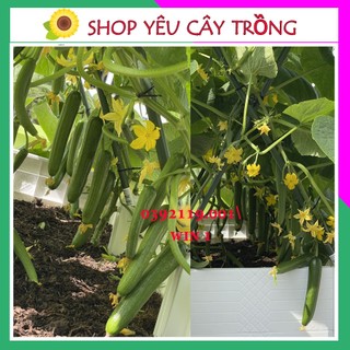 Hạt Dưa Leo Baby, Dưa Leo Chùm Siêu Trái WIN 1 gói 10 hạt