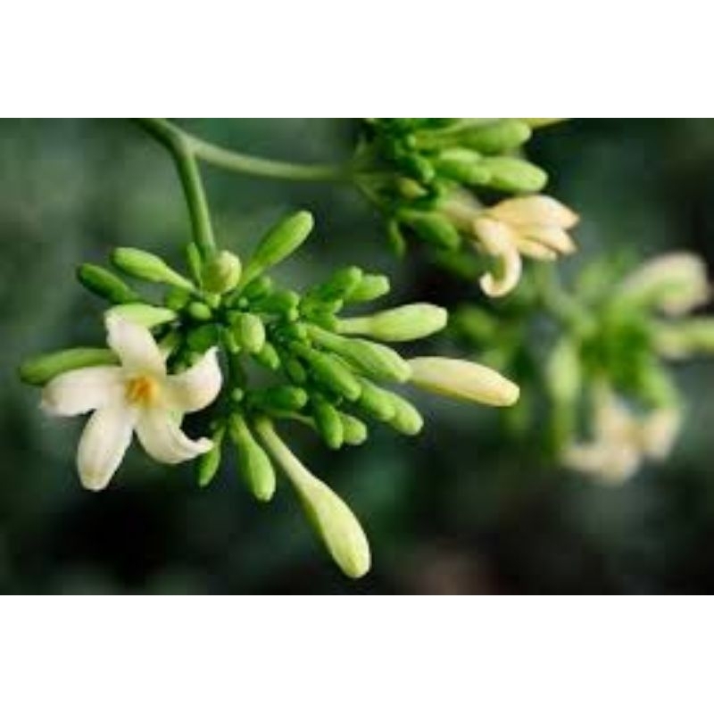 Hoa đu đủ đực 500g