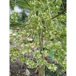 Hoa đu đủ đực 500g