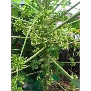 Hoa đu đủ đực 500g