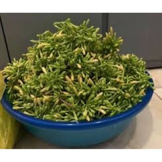 Hoa đu đủ đực 500g