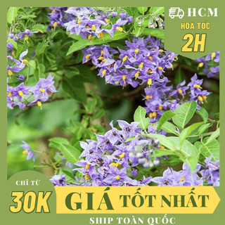 Chậu mềm_cây hoa tiêu nương, hoa leo giàn,, hoa giống sân vườn, leo ban công, dễ trồng giá rẻ, nở quanh năm