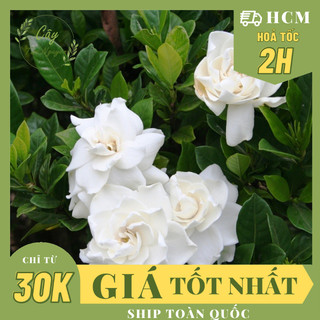 Chậu mềm_cây hoa lài tiểu thơ, siêu thơm hoa to ,, hoa giống sân vườn, dễ trồng, nở quanh năm, hoa thơm.