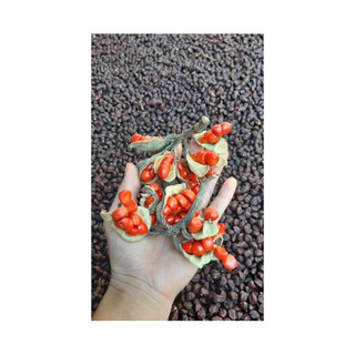 [ Tây Bắc Food ] Hạt Dổi Nếp Tây Bắc ( Vàng Đen của núi rừng )