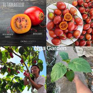 Cây giống cà chua thân gỗ Tamarillo cao 30-40 cm