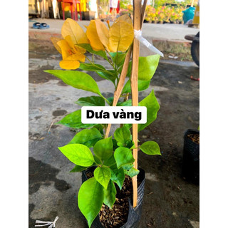 Dưa hấu vàng giâm cành 20cm- watermelon yellow