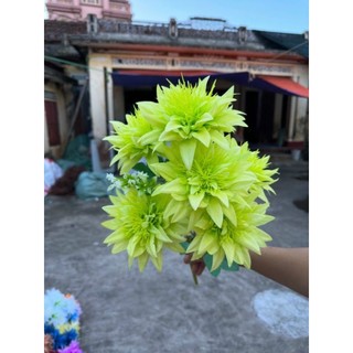 Bông Cúc Râu (size 12cm) - Trang Trí decor, giỏ hoa ,giỏ quà