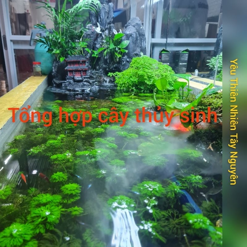 Cây thủy sinh cắt cắm dễ chăm sóc, không cần CO2