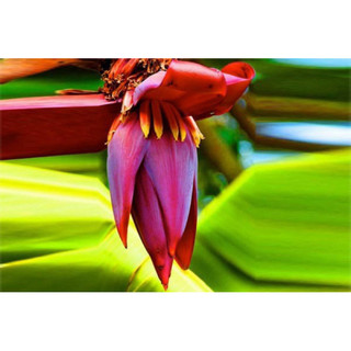 Cây chuối hột