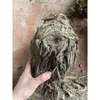 cây chuối hột (gốc giống)