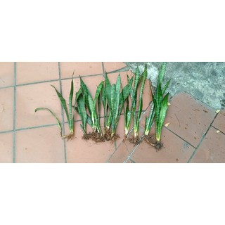 14k = 1 gốc cây lưỡi hổ cao 15 đến 20 cm tặng kèm 1 nhánh lá trầu bà