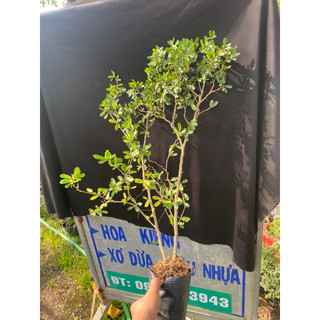 linh sam bông tím