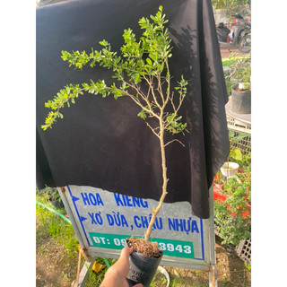 linh sam bông tím