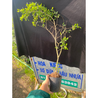 linh sam bông tím