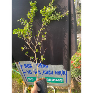 linh sam bông tím