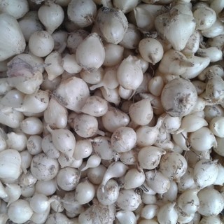 Củ nén (hành tăm).