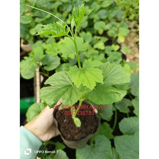 Cây giống khổ qua f1, khổ qua tây, giao hỏa tốc tại tp HCM