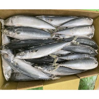 HỎA TỐC - CÁ SAPA NHẬT 1kg