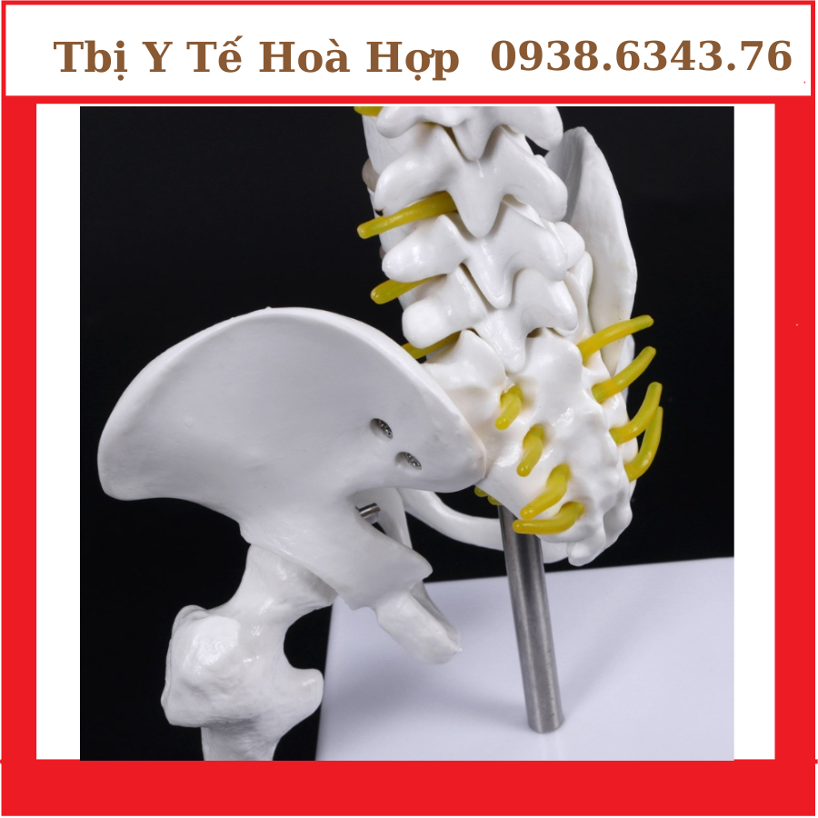 Mô hình cột sống 45cm Mô hình xương người