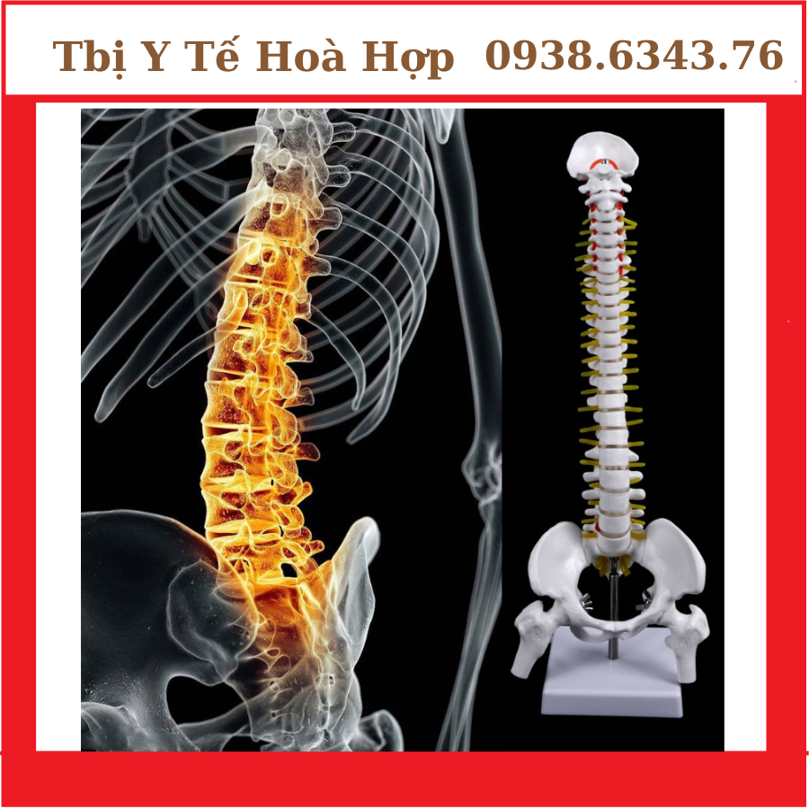 Mô hình cột sống 45cm Mô hình xương người
