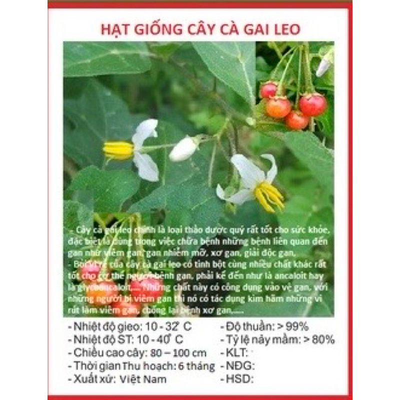 HẠT GIỐNG CÀ GAI LEO- Cây dược liệu Việt (gói 50hạt)