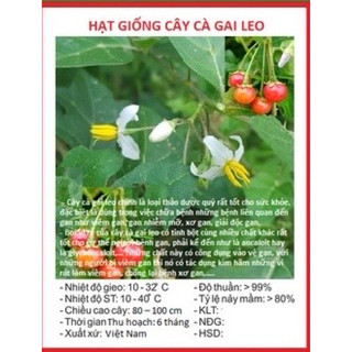 HẠT GIỐNG CÀ GAI LEO