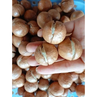 Hạt Maccadamia (nhân, vỏ). Hạt Mắc ca nhân, Mắc ca vỏ (Mắc ca Đăk Lăk-VN).