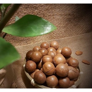 Hạt Maccadamia (nhân, vỏ). Hạt Mắc ca nhân, Mắc ca vỏ (Mắc ca Đăk Lăk-VN).