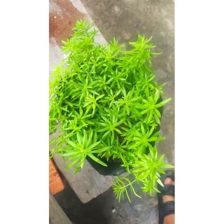 cây hoa mười giờ úc -sam thái