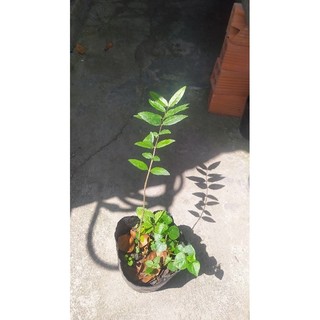 Mai chiếu thủy ( lá trung)