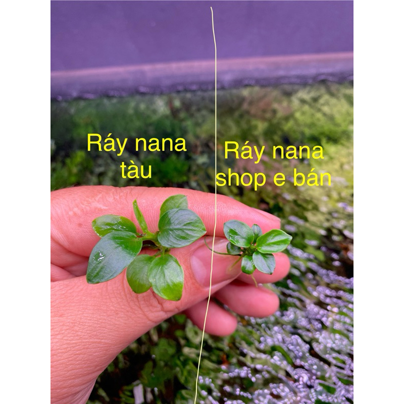 Ráy nana petite gen thái 10 ngọn Full nước fom chuẩn - Cây Thủy sinh